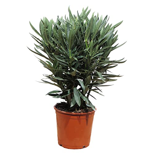 Mein schöner Garten Oleander als Buschpflanze | Liefergröße ca. 70-80cm - Nerium oleander in Rot Cover