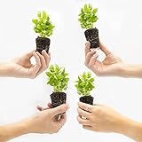 pesto packaging 🌿 ALBAHACA FRESCA CON SUS RAÍCES: es perfecta para ensalzar cualquier plato. Aporta un sabor y aroma único a tus recetas de siempre. Estas plantas son de cultivo vertical sin tierra, una técnica pionera que trabajamos en Groots, con la que se minimiza el consumo de materias primas para cuidar del medioambiente.