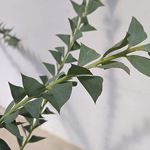 Amazon アカシア 三角葉 サンカクバ アカシア6号ポット 三角形の葉がかわいい 小型種 植木