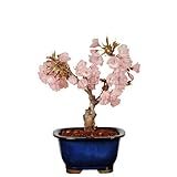 遊恵盆栽 桜盆栽:一才桜(瀬戸焼鉢)*さくら お花見 誕生日 祝 旭山桜 春 ギフト gift プレゼント bonsai