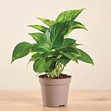 Ugaoo Good Luck Money Plant Variegated Live Plant With Grow Pot