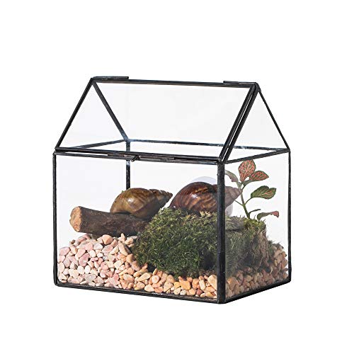10 Best Plants For Snail Terrarium In 2023 The Wrench Finder