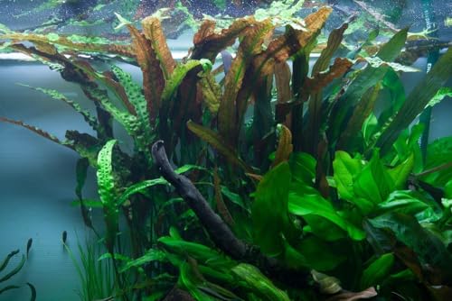 AquaOne Aquarium Pflanze Cryptocoryne usteriana I Mittelgrund Wasserpflanze Aquariumpflanze Rosette voll durchwurzelt einfach Aquascaping Dekoration