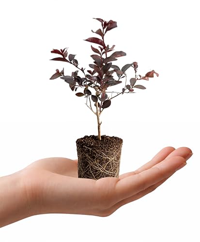 Dwarf Crape Myrtle Diamondettes Cherry Marquis