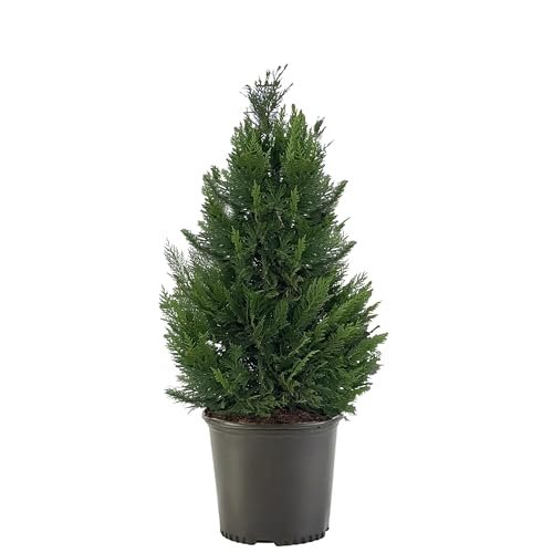 Cypress 2.25 Gal. Leyland Cypress Shrub