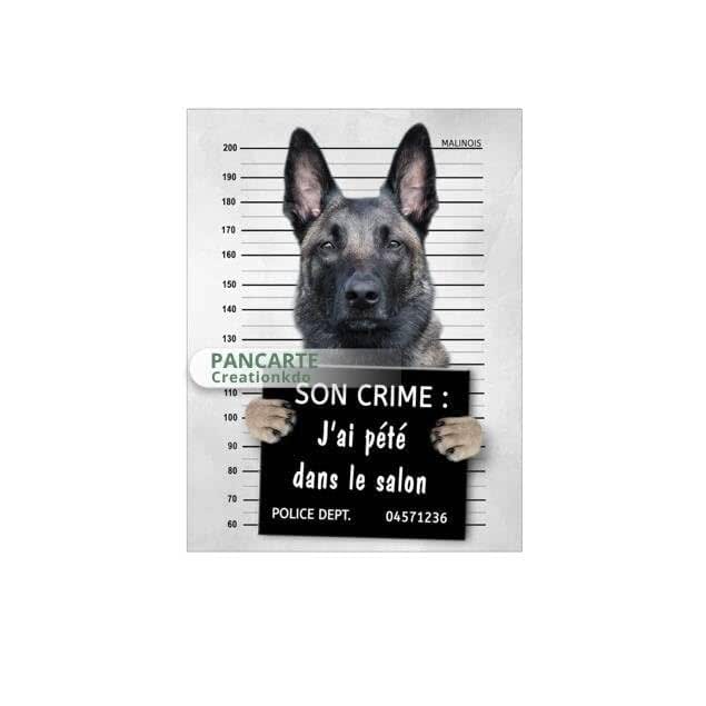 Plaque Humour Cane Corso Gris Prisonnier - Panneau Métal Personnalisable 15x20cm