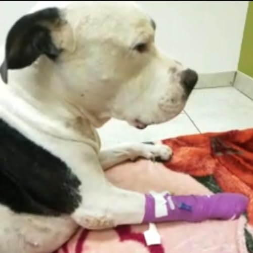 GLENN KIRCHNER, BRIAN TYLER COHEN: TRUMP ALREADY DISQUALIFIED! & REPUBLICAN DEBATE! MEET THE PRESS!