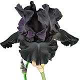 Old Black Magic Tall Bearded Iris Plant Potted - Fragrant Black Flowers Garden Perennial, Stargazer Perennials