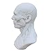 airgoesin Human Model Craft Anatomy Skull Head Muscle Bone Medical Artist Drawing Study (Blue)