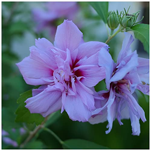 Hibiscus Syriacus Lavender Chiffon/Rose of Sharon in 9cm Pot, Double Flowers 3fatpigs®