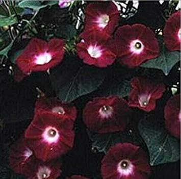 Amazon Co Jp Big Whiteムーンフラワーヨルガオ食用香りの夜の花朝顔のseedsの庭の装飾花の100pcs D49ワインレッド Amazon Co Jp Big Whiteムーンフラワーヨルガオ食用香りの夜の花朝顔のseedsの庭の装飾花の100pcs D49ワインレッド