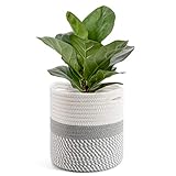 Modernes Heimdeko, ideal Übertopf Korb für Ihren Fiddle Feigenbaum, Schlangenpflanze, Kaktuspflanze, Innengummibaum