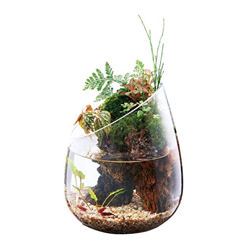 Gex Glass Aquarium Slope Terrarium Aquarium - #TOP2
