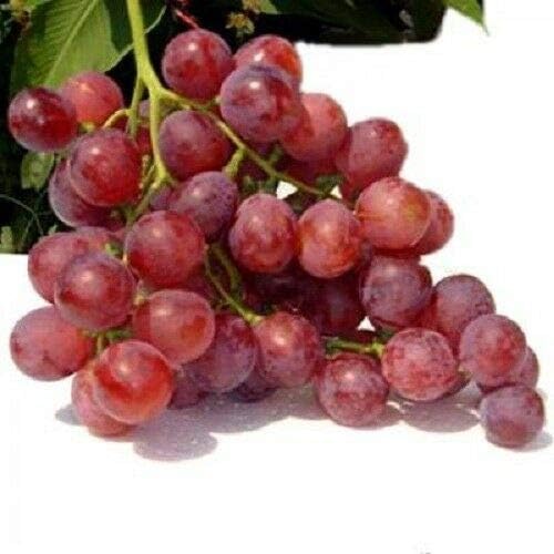 10 Semillas de vid Red Globe Grape Vitis Fruit #LKY