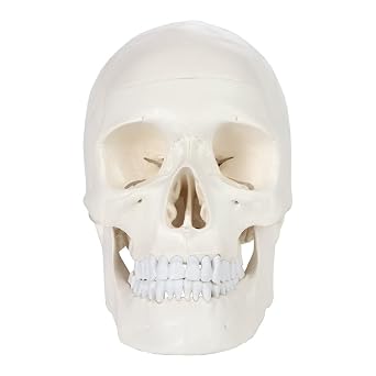 Human Skull Model Life Size, 3-Part Medical Anatomical Skull Replica Includes Skull Cap with External and Interior Structures