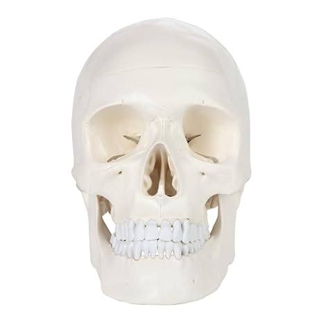 Human Skull Model Life Size, 3-Part Medical Anatomical Skull Replica Includes Skull Cap with External and Interior Structures