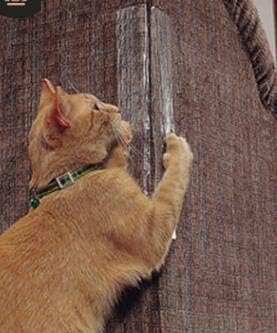cat scratching sofa solutions