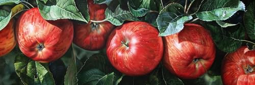 Peinture diamant adulte fruit 50x150cm avec strass pour broderie au point de croix