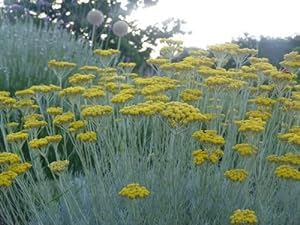 Helichrysum italicum Italian Helichrysum, The Curry Plant 80 Seeds, Perennial