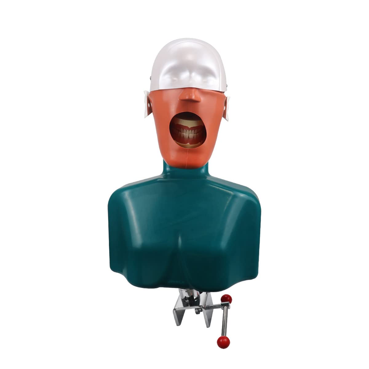 Dental Head Model Simulation Dentistry Manikins Simulator Phantom Dental Training Model Fixing on Desk for Dentist Pratice Student Education : Industrial & Scientific
