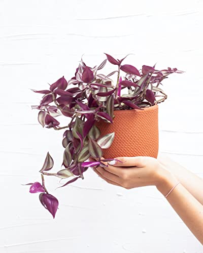 Tradescantia Zebrina - Wandering Dude (6" Terracotta Pot) - Colorful Foliage Houseplant - Purple Air-Purifying Indoor Plant For Home And Office Decoration #TOP6