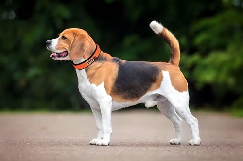 Reflective Dog Collar, Comfy Soft Neoprene Padded - Image 2