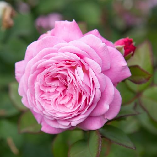 Heirloom Floribunda Roses, Live Own Root Plant for Outdoor Garden, Parfuma&reg; Summer Romance, Exceptionally Fragrant, Hardiness Zones: 5-9, Continual Blooming
