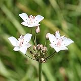 Wasserpflanzen Wolff