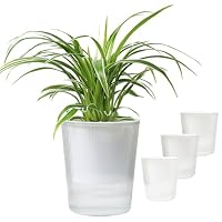Amazon.co.jp: 透明 植木鉢 底面給水 5号｜BOTANIQLE クリア栽培ポット