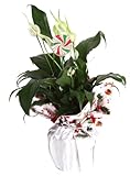Costa Farms Peace Lily, Spathiphyllum, Live Indoor Plant, Decorated in Holiday Gift-Wrap, 15-Inch