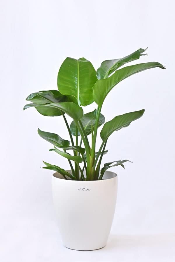 スピード対応 全国送料無料 オーガスタ 10号サイズ Matzi27 Com スピード対応 全国送料無料 オーガスタ 10号サイズ Matzi27 Com