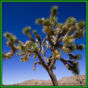 ユッカ ブレビフォリア ジョシュアツリー Amazon.co.jp: 【種子】Yucca Brevifolia ◇ユッカ・ブレビフォリア
