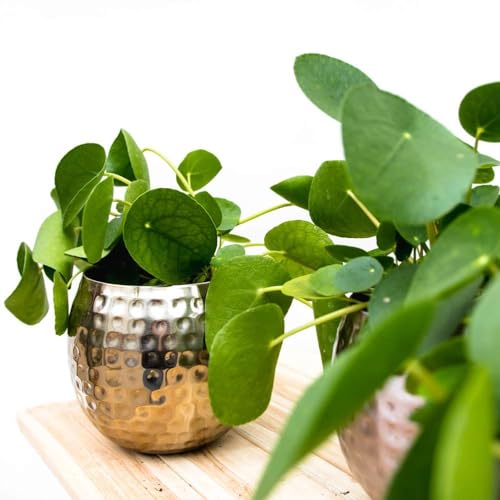 Pilea Peperomioides \'Chinese Money\' Live Plant for Indoor | Different Houseplants in 4\'\' & 6\'\' Pot | Real House Plant for Living Room, Office, Desk & Bathroom | Friendship Plant