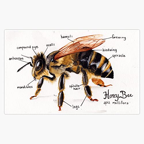 Honey Bee Anatomy Chart Sticker Vinyl Bumper Sticker 6 Mil Thick - Size 5