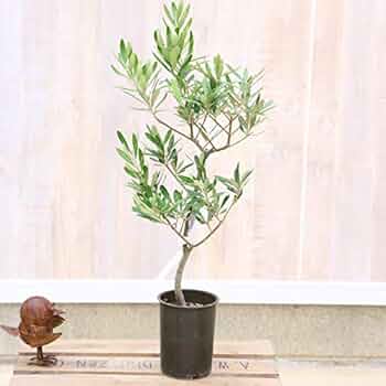 souju 創樹　オリーブ　マンザニロ　テラコッタ鉢植え　苗　シンボルツリー souju 創樹 オリーブ マンザニロ テラコッタ鉢植え 苗 シンボル