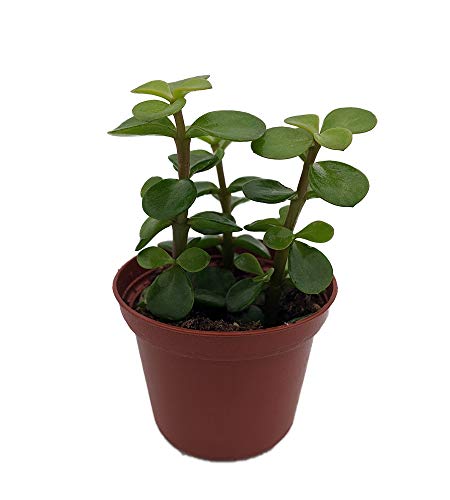 Spekboom Miracle Plant - Mini Jade - Portulacaria afra - 2.5' Pot