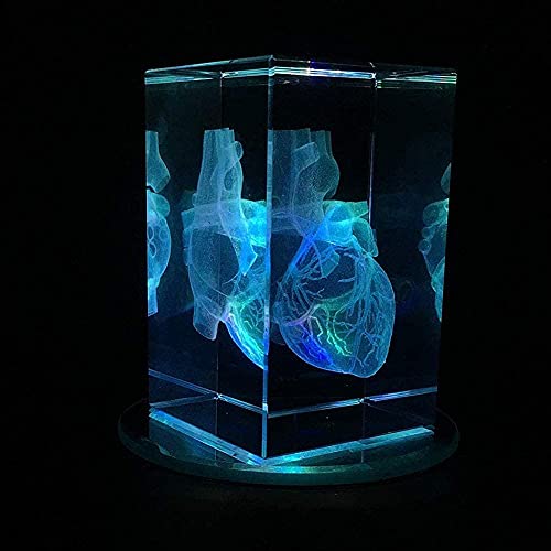 Modèle d'enseignement d'anatomie de cœur humain 3D pour presse-papier de bureau - 4