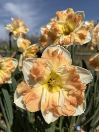 5 bulbi di Narcisi Cum Laude | bulbi di narciso | bulbi autunnali | narcisi bianchi e rosa | MY PLANTIS | spedito da Italia