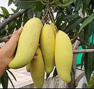 Greentower Live Banana mango plant Grafted Healthy Live plant Pack of 1 (B0BRNK3NBR) Amazon Price History, Amazon Price Tracker