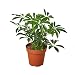Live Schefflera Arboricola in 4" Pot - Dwarf Umbrella Tree - Live Plant - FREE Care Guide