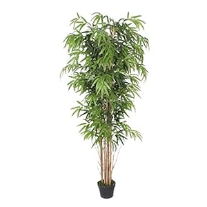 AMERIQUE AMT24125 Gorgeous Dense Ba...