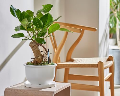 SUSTEE Gießanzeiger (2er-Set) - SAGT Ihnen Wann zu Gießen - Funktioniert für alle Pflanzen und Böden - Einfach, Batteriefrei - Hergestellt in Japan (Schwarz, Mittel)