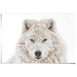 REINDERS Poster, Weisser Wolf, Schlafzimmer, Poster, 