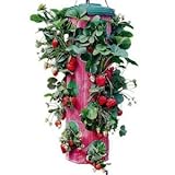 Felknor Ventures Topsy Turvy Upside Down Strawberry Planter Last Years Design