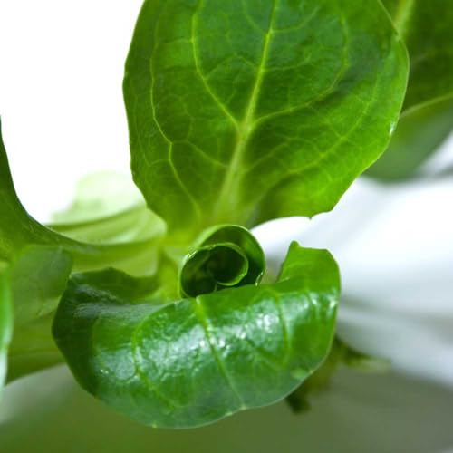 lattuga di agnello biologica Coltivare verdi aromatiche biologiche e invernali da appartamento esotiche decorazioni da giardino per esterni orto rialzate 500semi