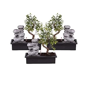 Bonsai van Botanicly – 3 × Bonsai – Hoogte: 30 cm – Bonsai