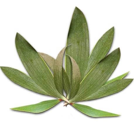 CAJEPUT (Melaleuca leucadendra) BIO - 10 ml - Hochwertiges ätherisches Öl - 100 % rein, natürlich, chemotypisiert & vollständig