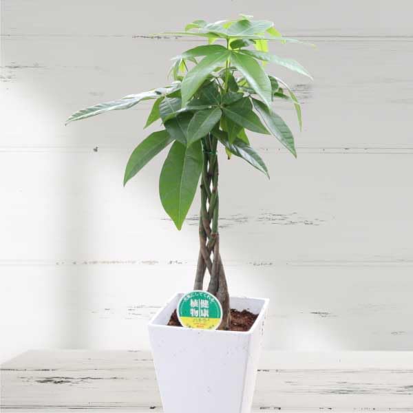 Amazon｜農場直送！パキラ（編み込み）実生 プラ鉢 観葉植物 本物 (5号