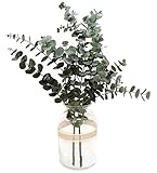 Eukalyptus Getrocknet Deko Blumen Getrocknete Blumen Pflanzen Deko Trockenblumen Deko Eukalyptus Trockenblumen Eukalyptus Getrocknete Blumen Deko