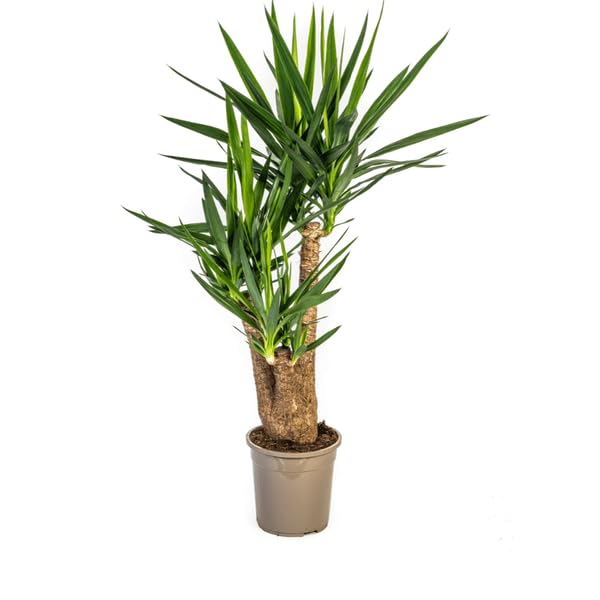 Riesen Palmlilie Yucca Elephantipes Zimmerpflanze Ø24 cm 90-100 cm